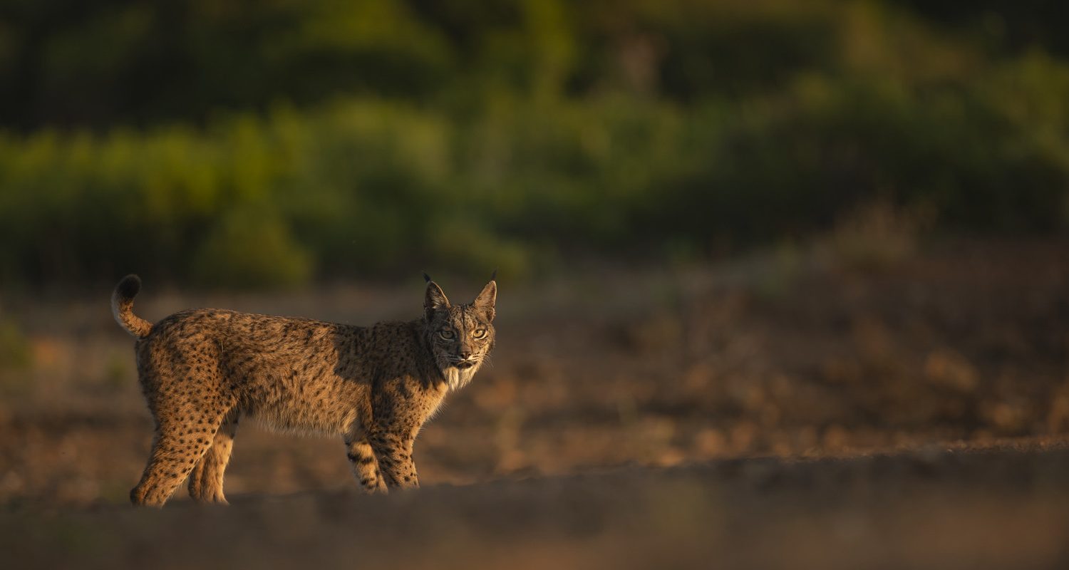 lince 2