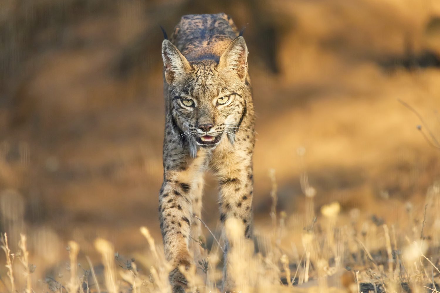 lince 3