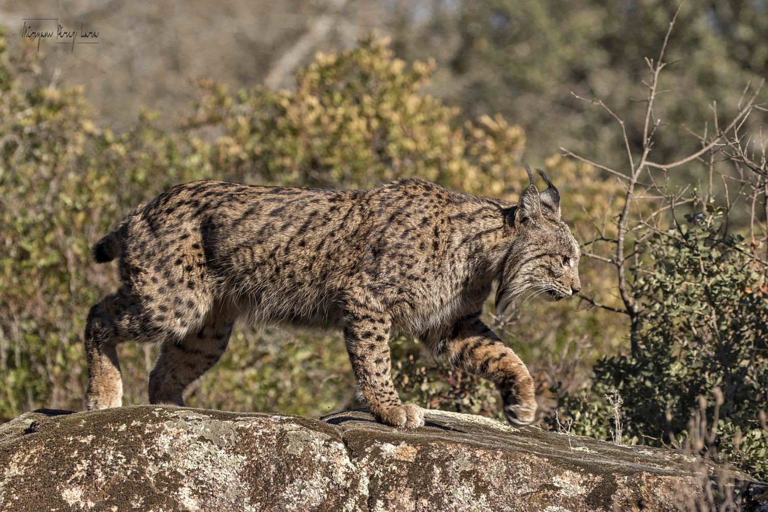 lince 5